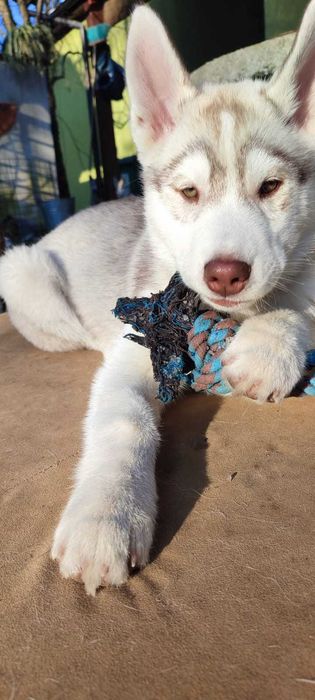 Piękne Siberian Husky  ZKwP po Grand Championach