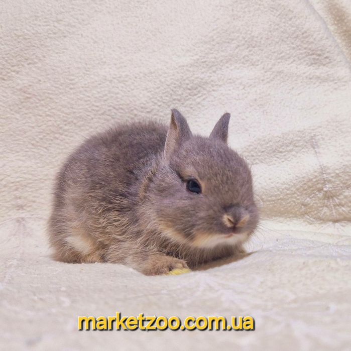 Міні кролик нідерландський нидердандский,карликовые карлики карликові