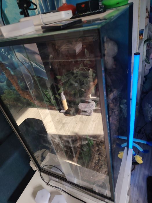 Terarium dla gekona ożeśowego