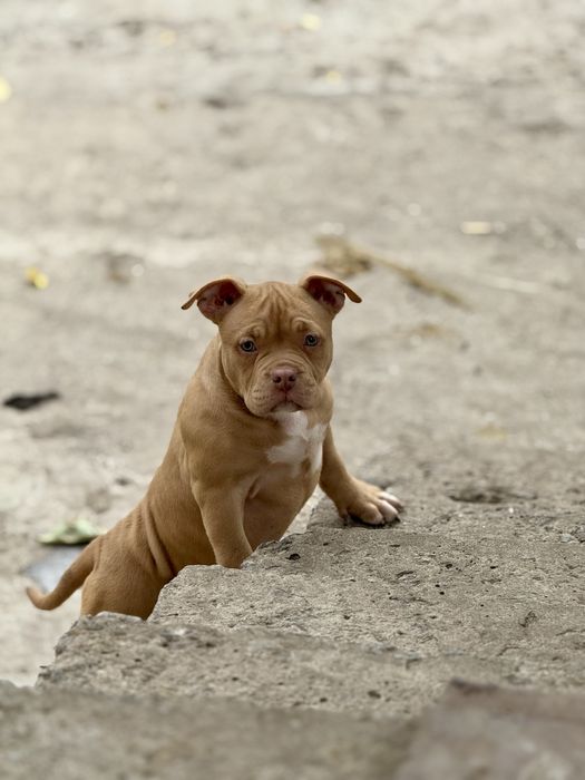 Покет American bully