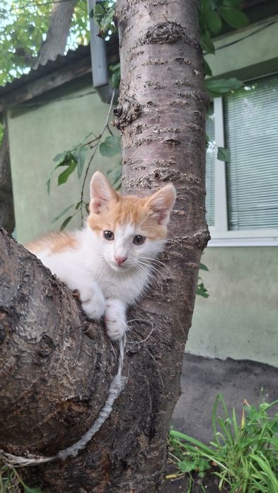 Котята приручення до горшка і вулиці