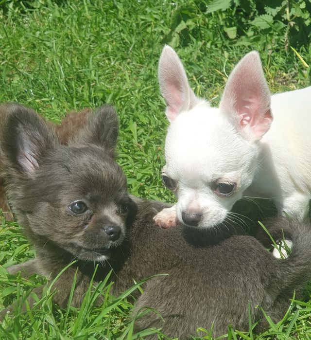 Голубой мальчик чихуахуа