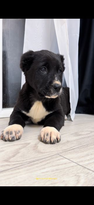 Цуценята алабя, середньоазіатська вівчарка