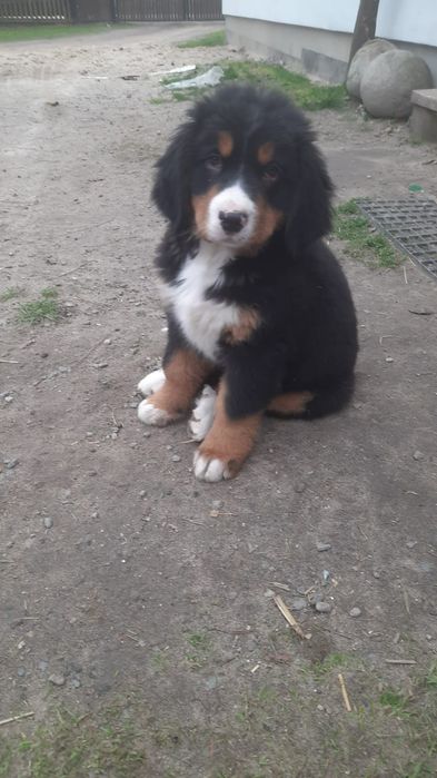 Berneński pies pasterski