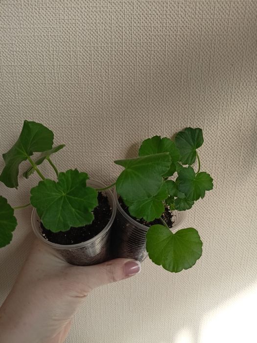 Пеларгонія Dolche vita Coral eyes