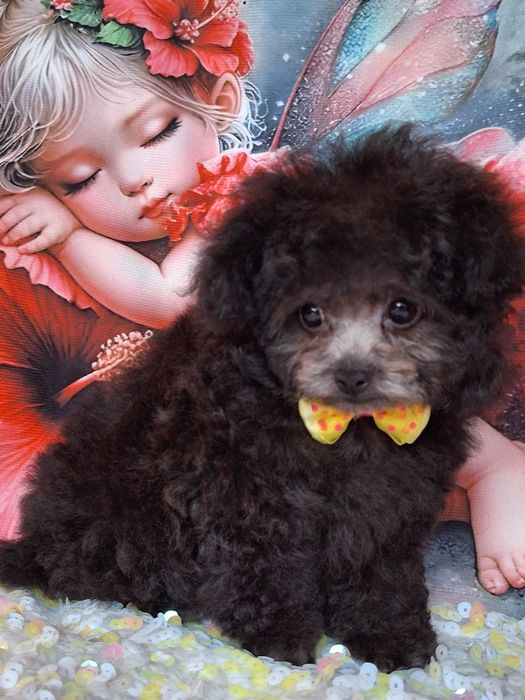 Pudelek toi suczka srebrna badania genetyczne