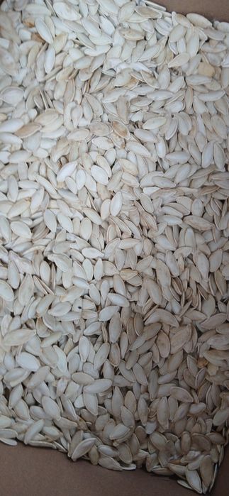 Гарбузове насіння