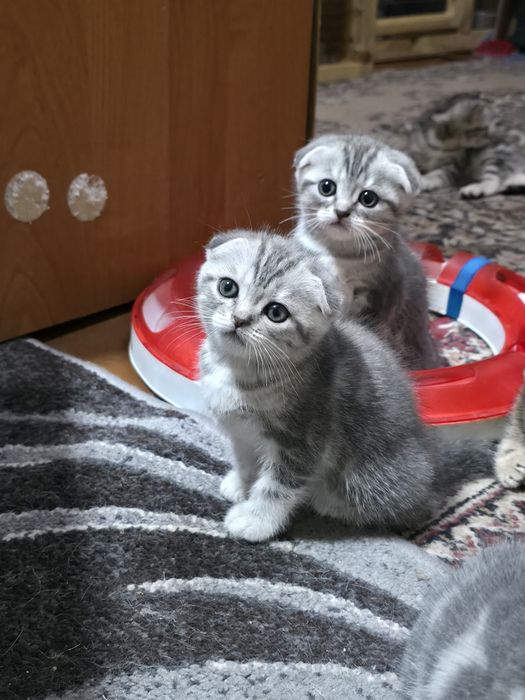 Шотландські муркотуни