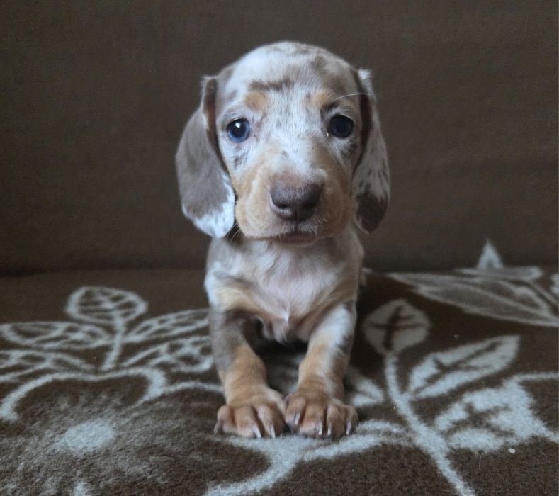 Jamnik miniaturowy suczka Emi