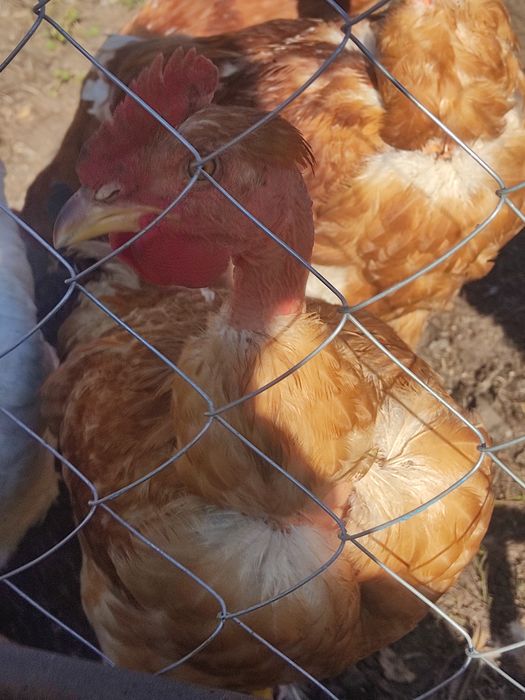 Продам петушків домінантів
