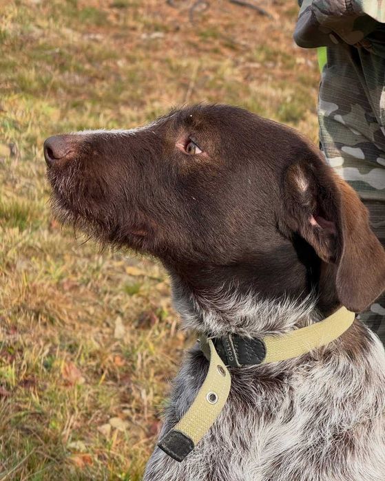 Чак, дратхаар, шукає дім