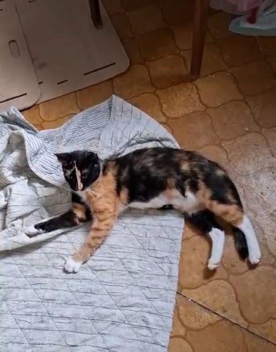 Roczna wysterylizowana kotka szuka domu niewychodzącego