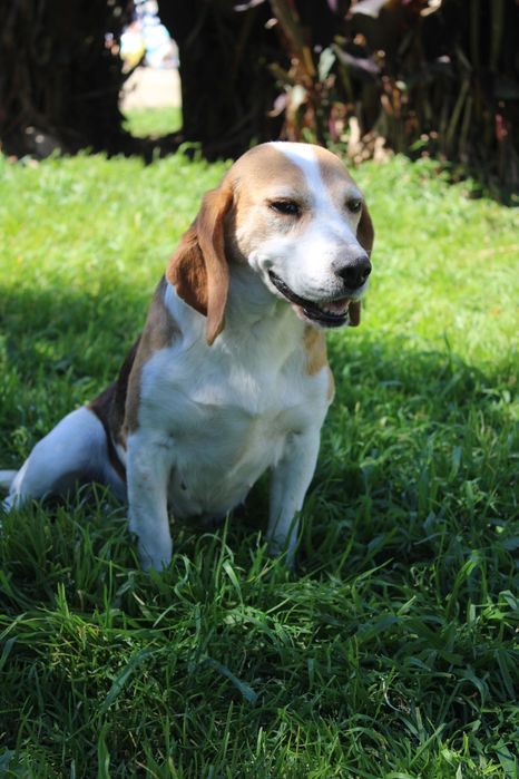 Beagle querida para adopção