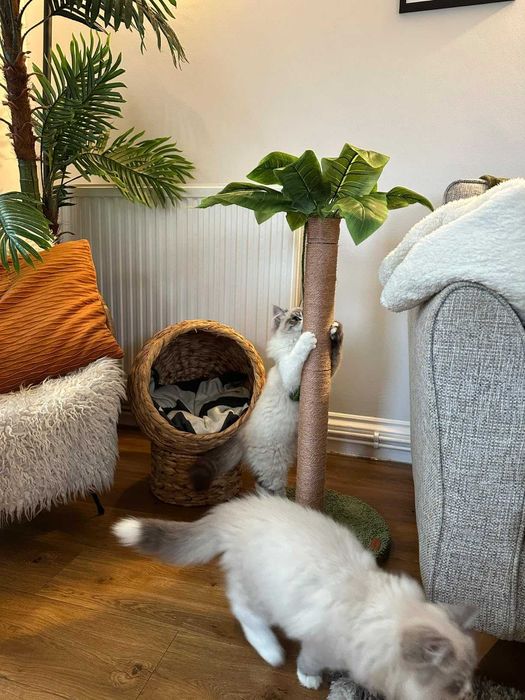 Drapak dla kota oryginalny palma słupek do drapania