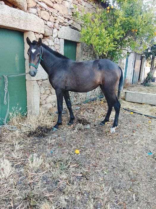 Poldra lusitana pura muito típica