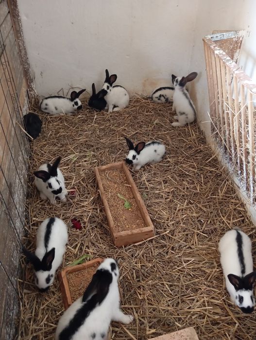 Króliki srokacze młode