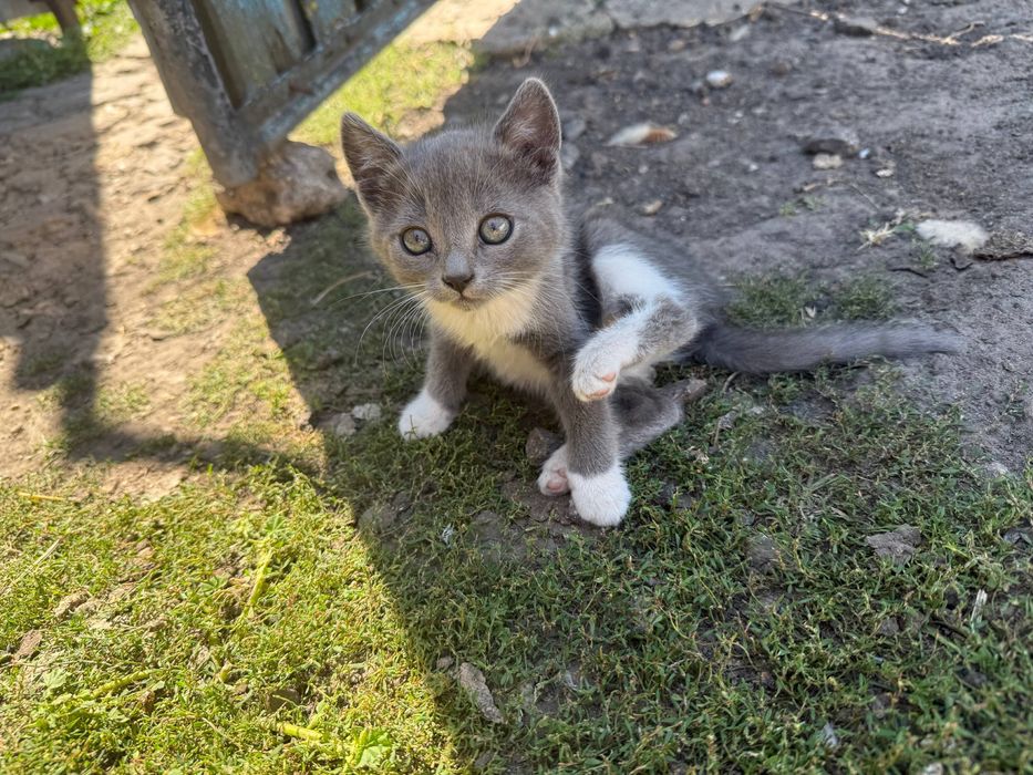 Шукаємо люблячу родину для неймовірного котенятка!