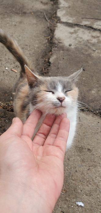 Терміново шукають родину молоді дівчата,.