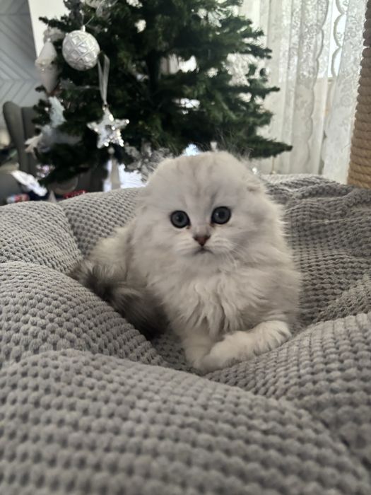 Kot szkocki na kolanka lub do hodowli