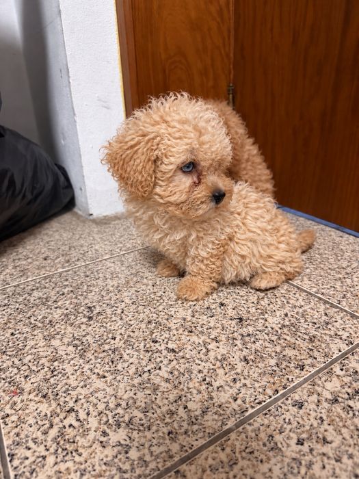 Caniche toy Fêmea