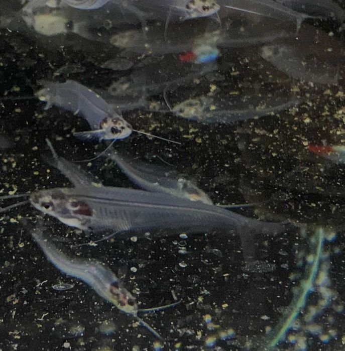 Pseudomugil furcatus,Gertrudae  - TINA ZOO ZABRZE