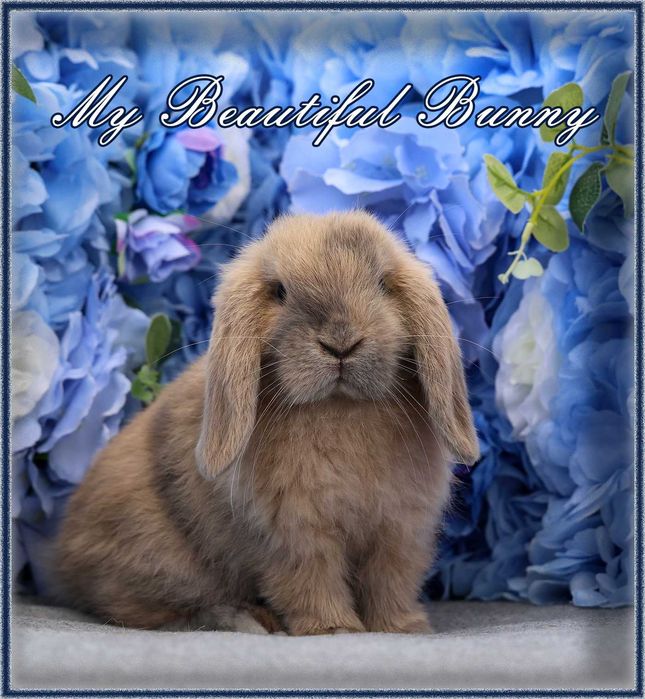 Młody Królik Mini Lop - Harlequin