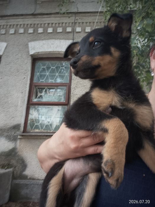 Цуценята в добрі руки