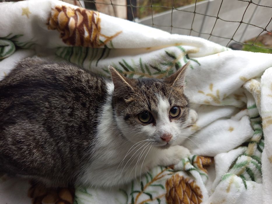 Grzeczna Trufla poleca się do adopcji