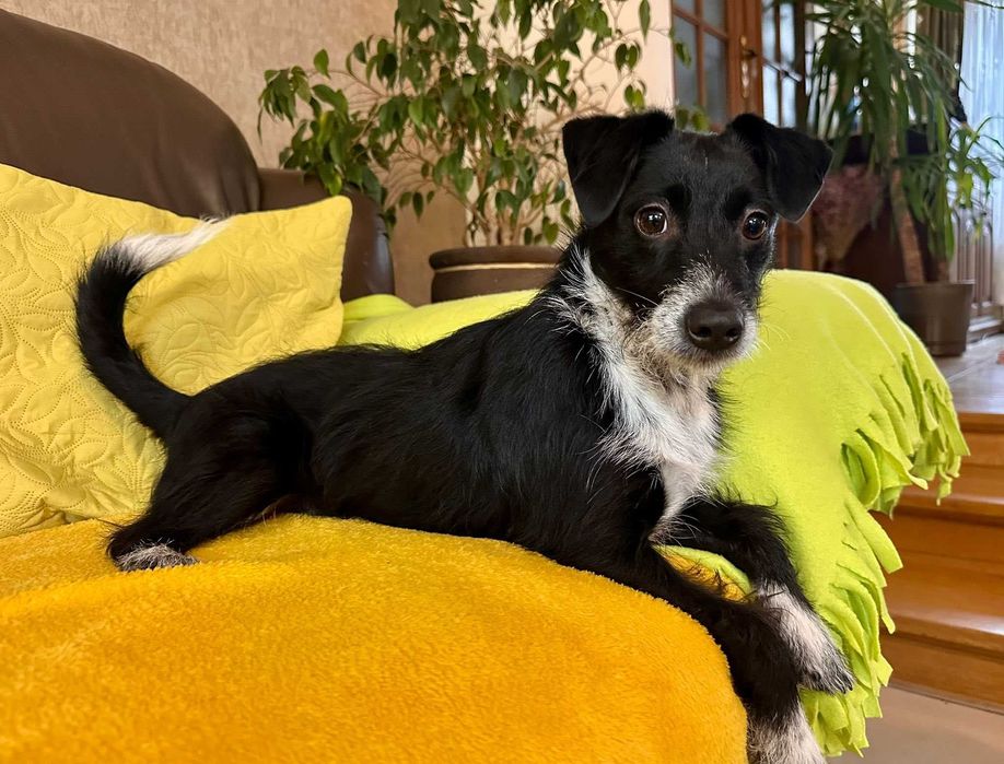 Bystrzak do adopcji - Dexter!