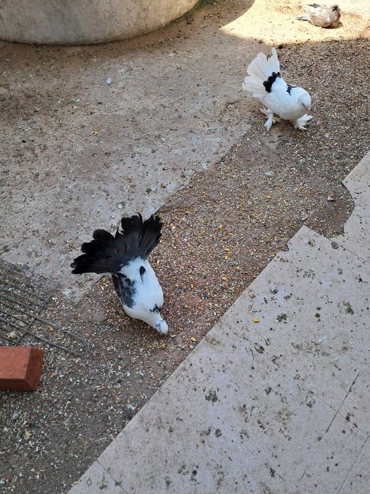 Pombos de leque de várias cores, pombos brancos e leques indianos