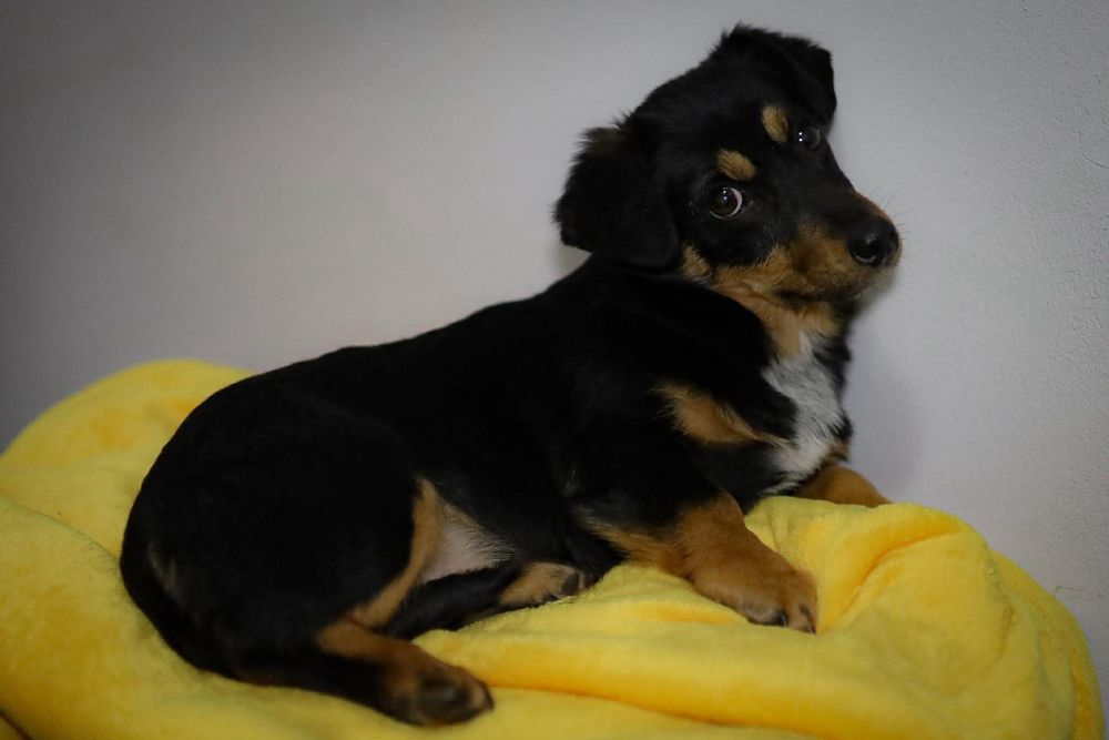 Śliczna SANTA szuka kochającego domu