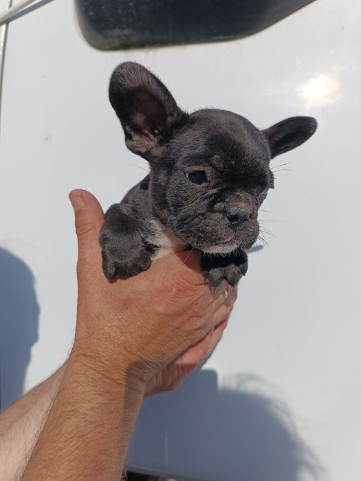 Миловидні Французи різних кольорів з доставкою до вас