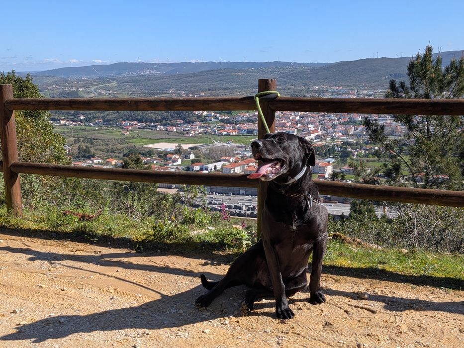 Dou para adopção