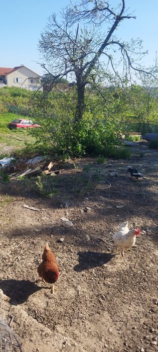 Vende-se ovos caseiros