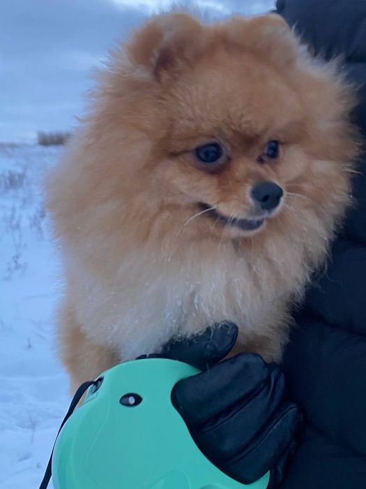 Померанський шпіц шукає дівчинку для в'язки
