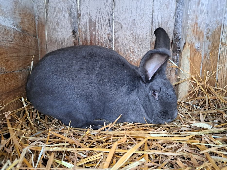 Kotne Samice Srokacza Niemieckiego