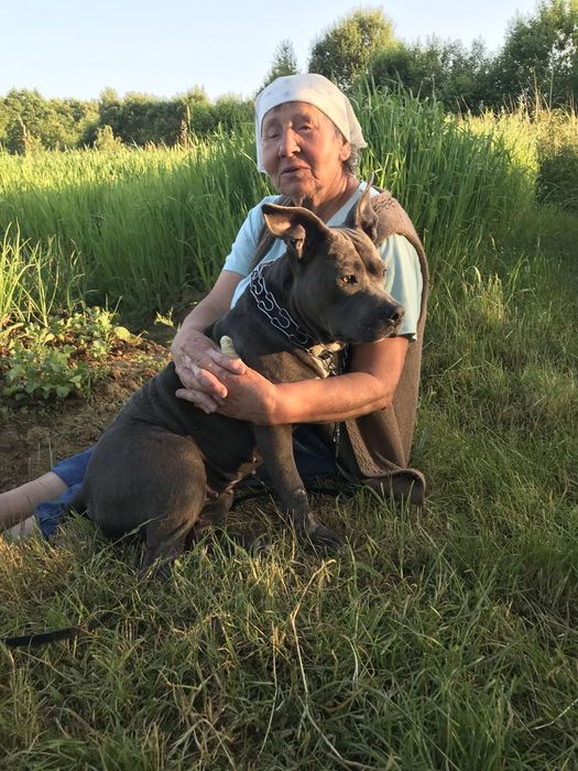 Цуцики -щенки Амстаффа