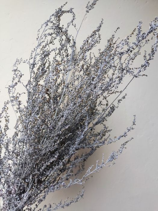 Duża wiązka piołunu z kwiatem