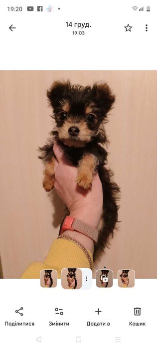 Малючки йоркширського тер'єра