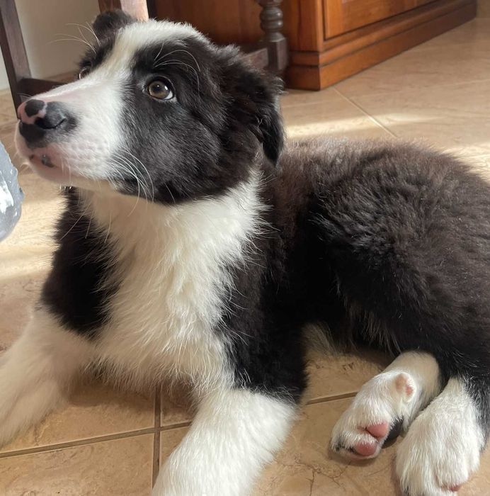 Border collies - macho e fêmeas