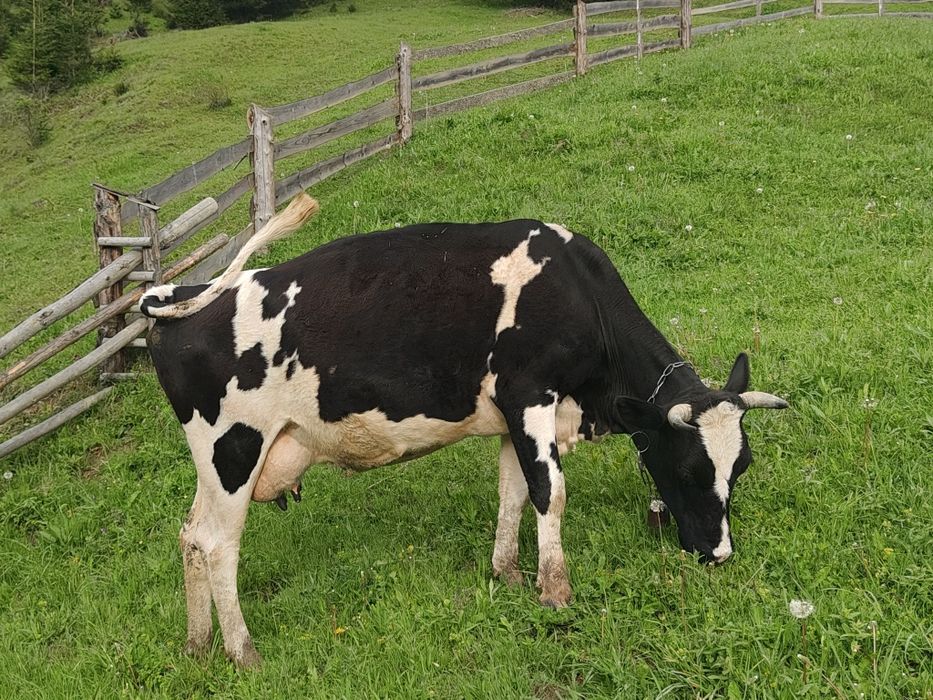 Продам породисту корову, породи ЧОРНА РЯБА недорого...