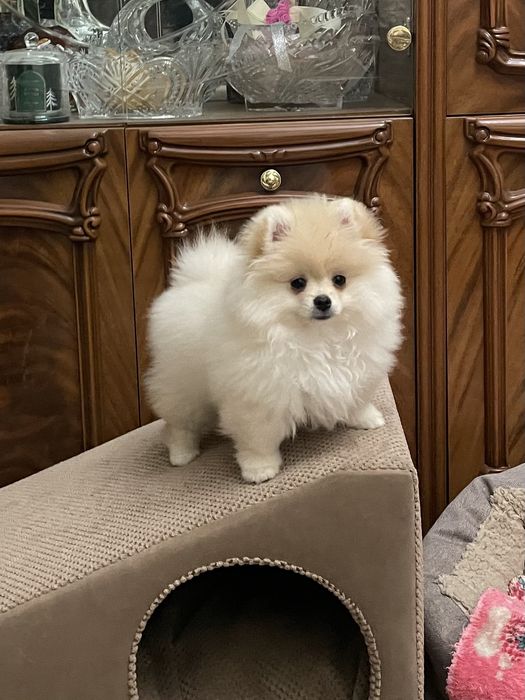 Мишки мимишки,девочки.