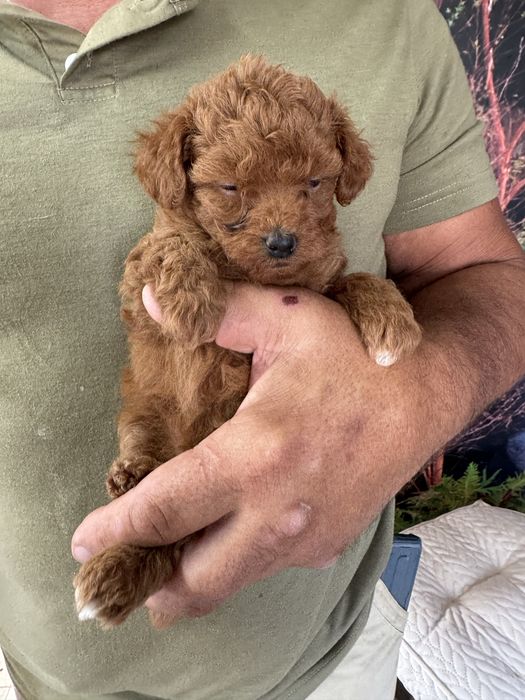 Poodle Toy  cor vermelha