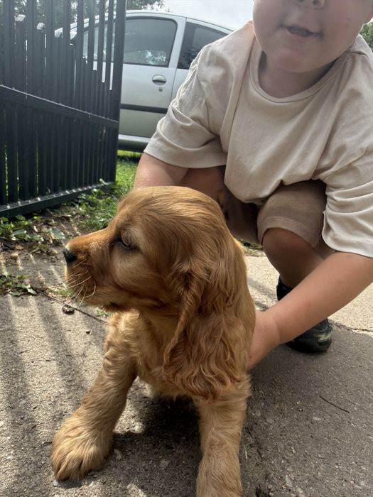 Cocker Spaniel Suczka