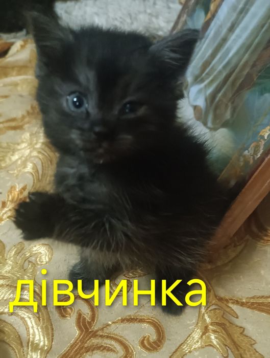 БЕЗКОШТОВНО! Котики в люблячу  родину !!!
