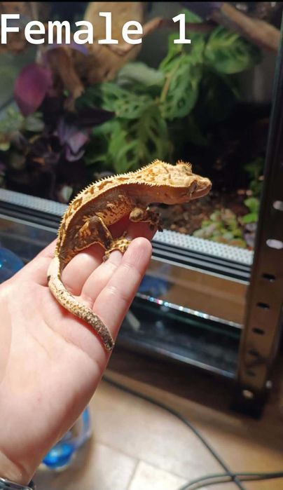 Samica gekona orzęsionego