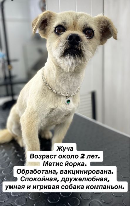 Метис йорка в добрые руки