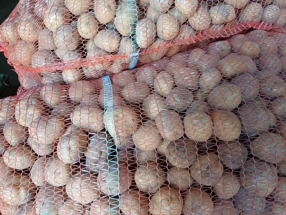 Ziemniaki odpadowe/paszowe