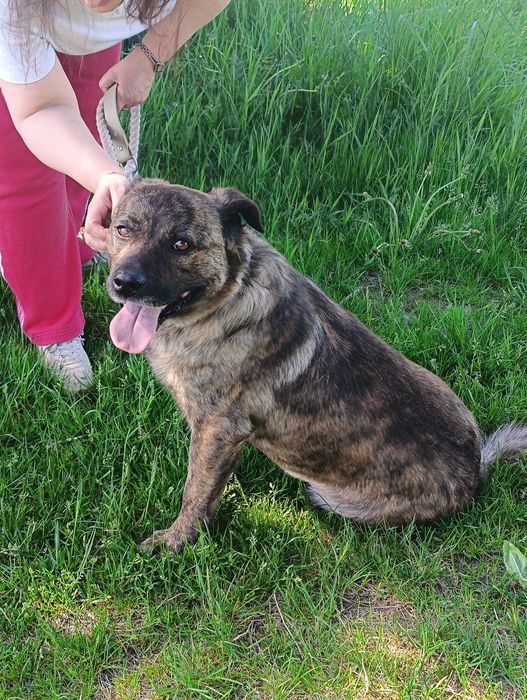 Dorosły pies w typie rasy czeka na swoją rodzinę, łagodny pies do adopcji