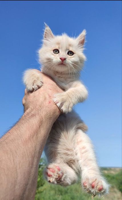 котята мейн-кун , котики и кошечки